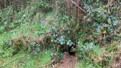 Badger set in a hedgerow