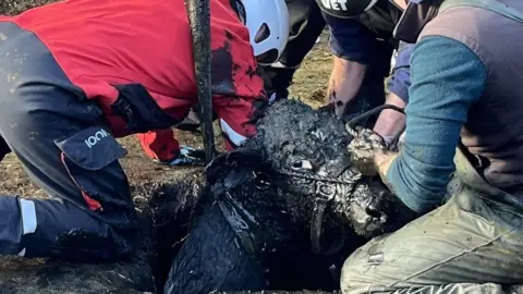 DWFRS Firefighters lifting a filthy cow out of a hole in the ground using a hoist