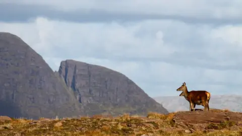 Getty Images Red deer
