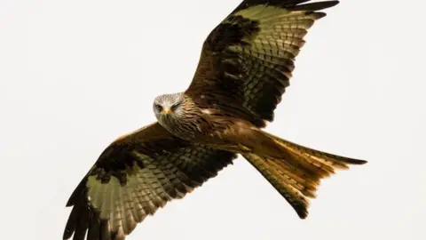 Matthew Jones Red kite