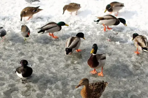 Getty Images Wildfowl feed on a frozen pond in Dulwich Park