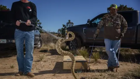Getty Images rattlesnake