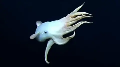 Dumbo octopus