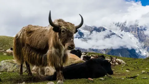 Getty Images Some yak resting in the Himalayas