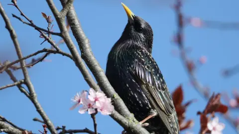 Getty Images Starling sits in tree