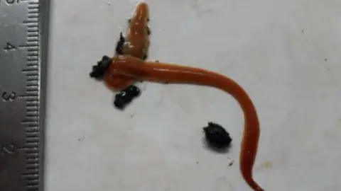 The States of Alderney The worm