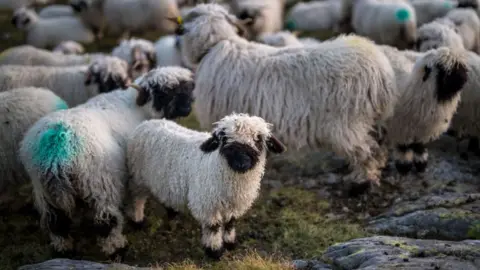 Getty Images Sheep