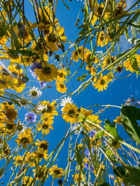 Ian Talboys Ian Talboys image