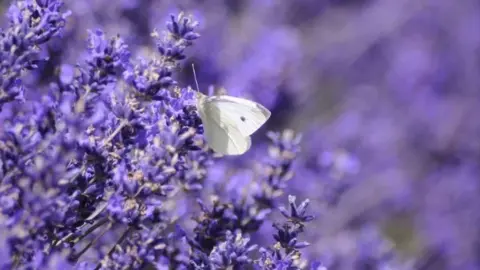 Cotswold Lavender Butterfly