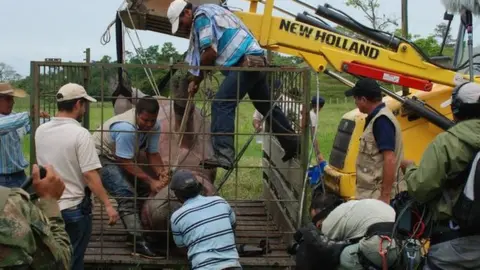 Courtesy of Carlos Valderrama A group of workers help transport a sedated hippo in Colombia for castration