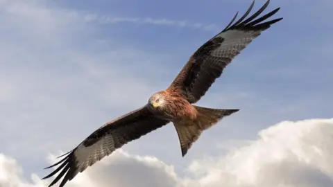 Cliff Kinch Red Kite