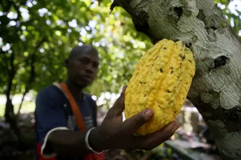 LEGNAN KOULA/EPA A farmer harvests a cocoa fruit at a farm in Adzope town, southern Ivory Coast, 13 October 2023. Cocoa, the main ingredient in chocolate, is a very profitable crop in West Africa. Ivory Coast leads the world in the production and export of cocoa beans, which provide 33 percent of the world"s cocoa. Ivory Coast has suspended the sale of export contracts for its cocoa for the 2023/2024 season due to heavy rains in recent weeks, which threaten the harvest of the world"s leading producer scheduled for October.