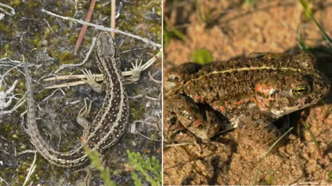 Allan Drewitt/Natural England Sand lizard and natterjack toad