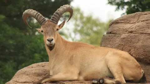 BBC West Caucasian tur goat-antelope