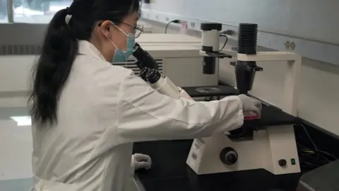 MSD Lab Technician looking through microscope during clinical research testing.