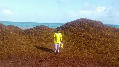 Barbados Sea Turtle Project Carla Daniel standing amid a mountain of sargassum on 8 June, Falmouth Beach, Barbados