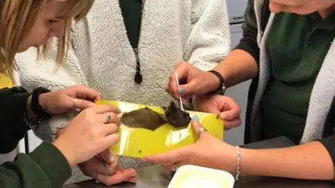 Oak and Furrows Wildlife Rescue Centre Animal carers freeing bat stuck on fly paper