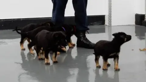 Met Police Puppies