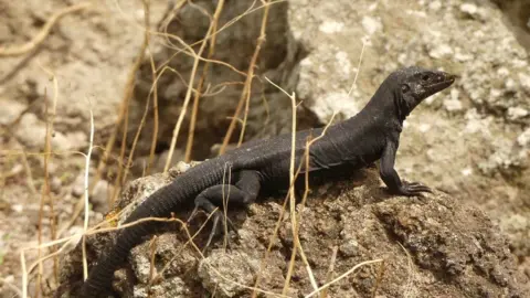 Jenny Daltry Ground lizard