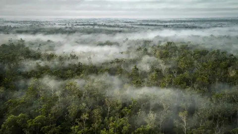 Greenpeace Papua is home to the largest rainforests in Indonesia