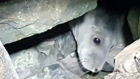 RNLI Port Talbot Seal stuck in rocks at Aberavon Beach, Port Talbot