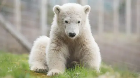 RZSS Polar bear cub Hamish