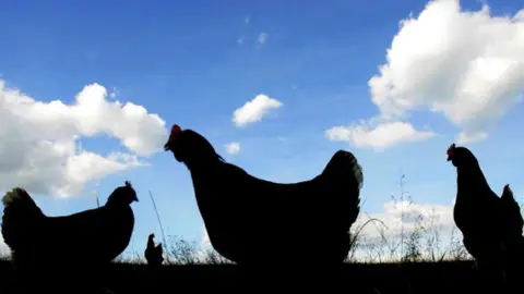 Getty Images Silhouettes of three chickens in a field