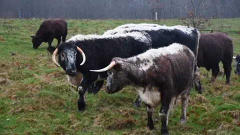 Kent Wildlife Trust Herd of cows