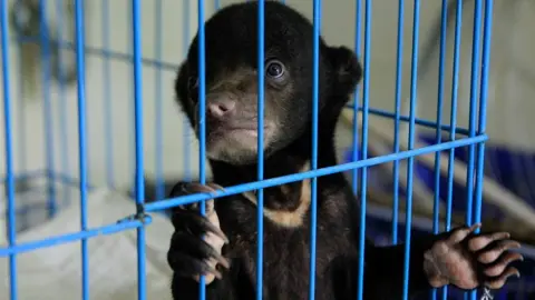 Getty Images Caged Sun bear rescued from illegal trafficking