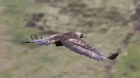 Iain Erskine Golden eagle in flight (c) Iain Erskine