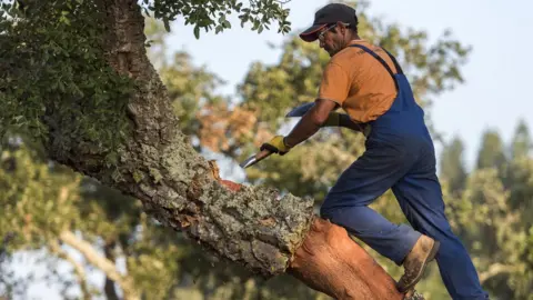 Jorge Sarmento Cork being removed from a cork oak tree in southern Portugal