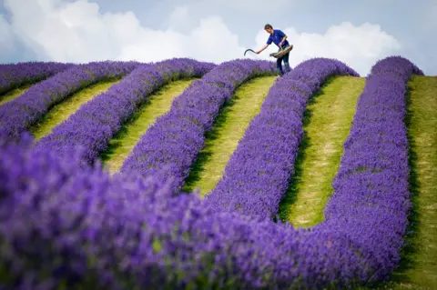 Jane Barlow / PA Media A lavender farmer inspects their crop