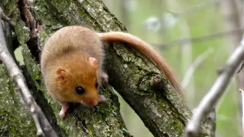 Getty Images A dormouse