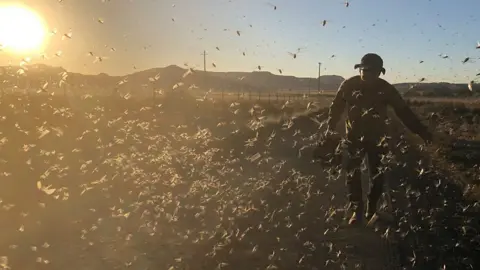 A farmer chasing the brown locusts away from a farm