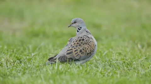 RSPB Turtle dove