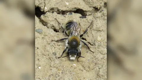 S Falk large mason bee