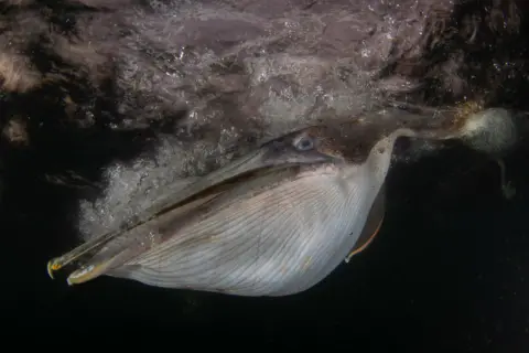 Felipe Foncueva / Bird Photographer of the Year Brown Pelican