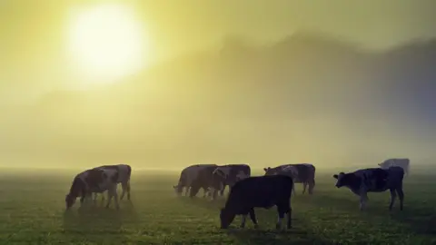 Getty Images Cattle