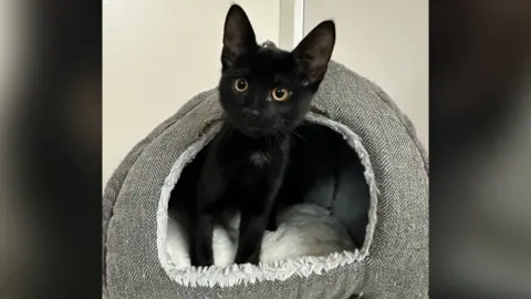 RSPCA Albert the kitten