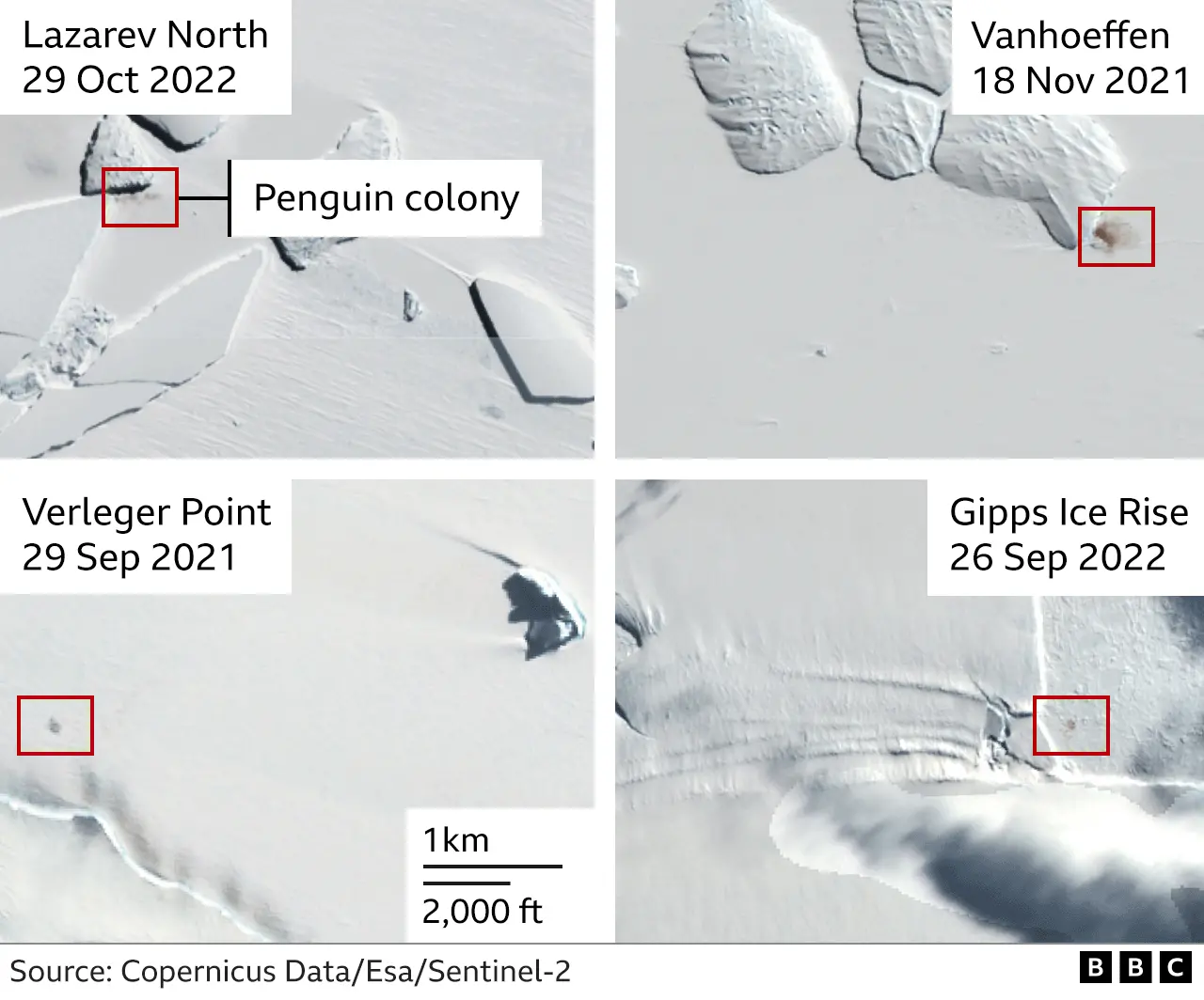 Climate change: Four new emperor penguin groups found by satellite - BBC  News
