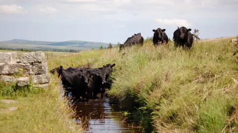 BBC Cattle on Dartmoor