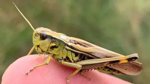 Large marsh grasshoppers