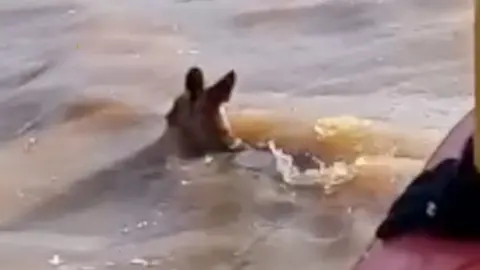 A kangaroo swimming in flood waters