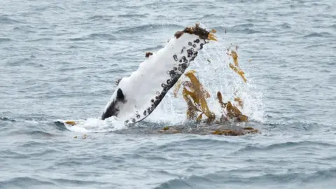 Lorinnah Hesper Humpback whale pectoral fin with seaweed draped over it.