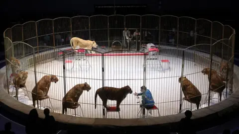 Tass/PA Nine lionesses sit on stools around a ring as they perform with their handler Vitaly Smolyanets