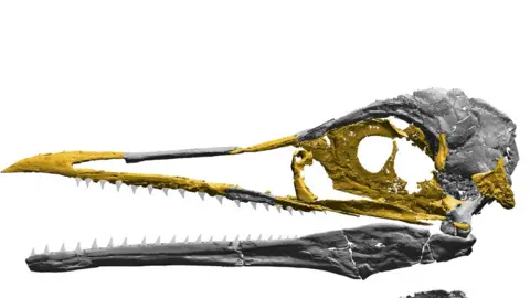 Nature Fossil skull