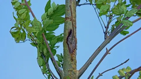 Getty Images Ash dieback marks in a young tree in the Cotswolds