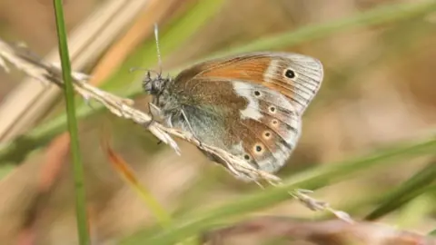 Lancashire Wildlife Trust Argus butterfly