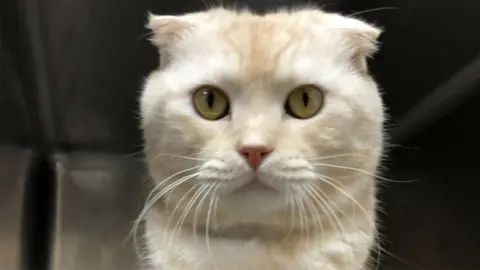 Taipei City Government Animal Protection Office The cat sent by post