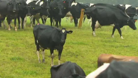 Cows